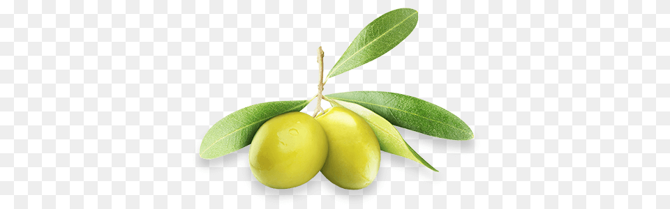Olive Oil Extra Virgin, Plant, Food, Fruit, Leaf Free Png Download