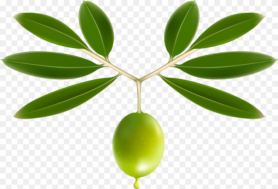 Olive Oil Leaf Clip Art Transprent Olive Leaf, Plant, Tree Free Png Download