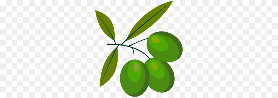 Olive Oil Olive Branch Drawing Blog, Leaf, Produce, Plant, Food Png