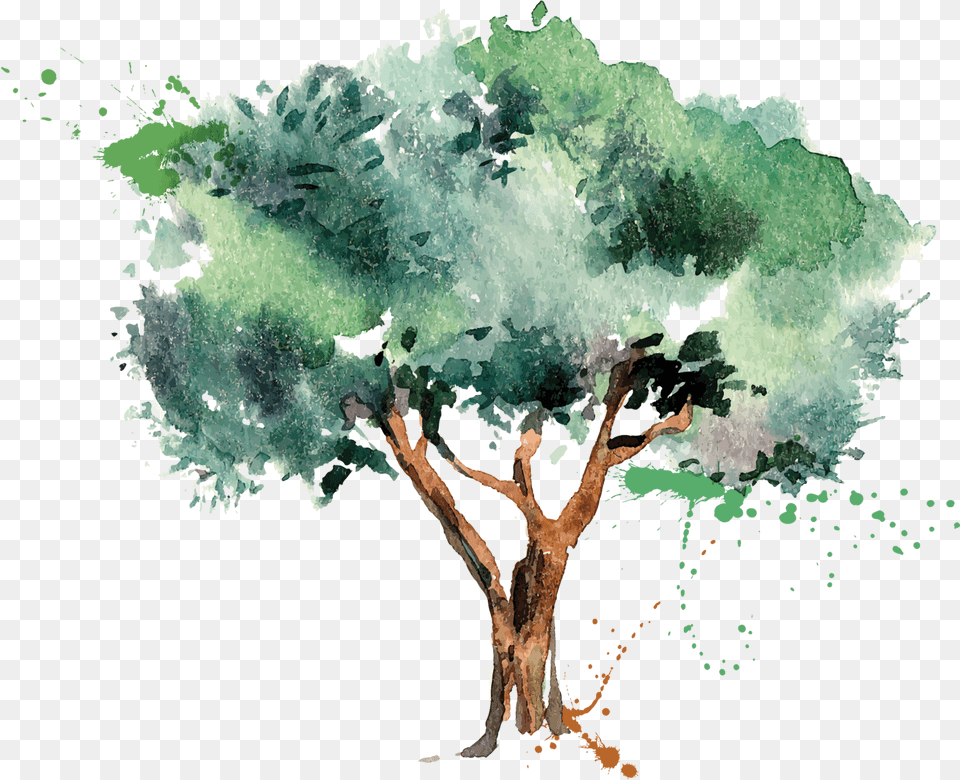 Olive Oil Tree Olive Download Free Olive Tree Illustration Vector Free, Art, Oak, Painting, Plant Png Image