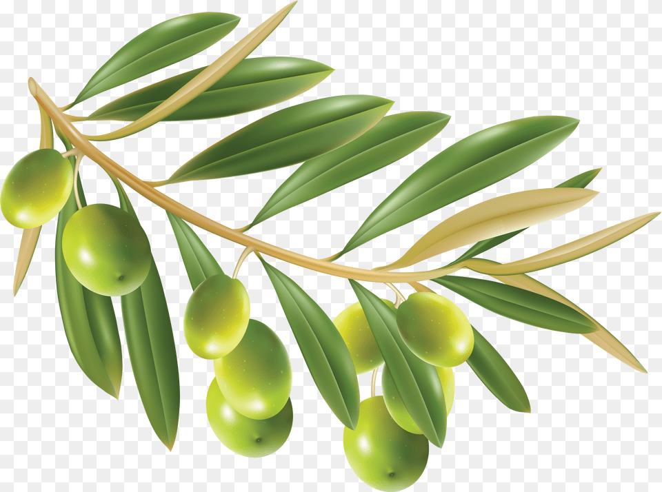 Olive Olive Leaf, Tree, Plant, Fish, Sea Life Png Image