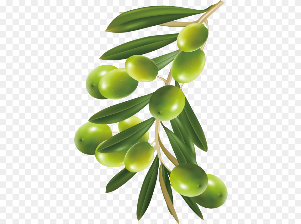 Olive Olive Tree, Conifer, Plant, Food, Fruit Free Png Download