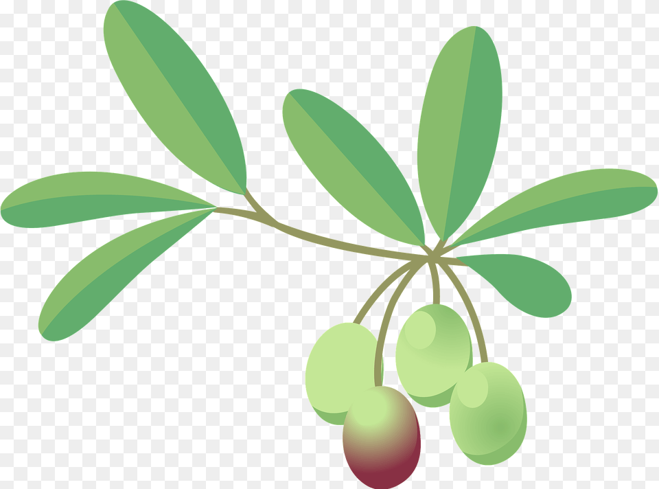 Olive Plant Clipart, Leaf, Food, Fruit, Produce Png Image