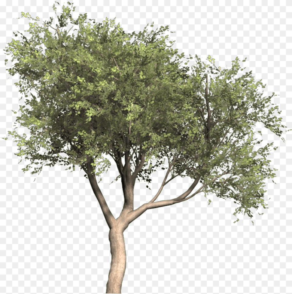 Olive Portable Network Graphics Tree Image Olea Oleaster Olive Tree Cut Out, Plant, Tree Trunk, Oak, Sycamore Free Transparent Png