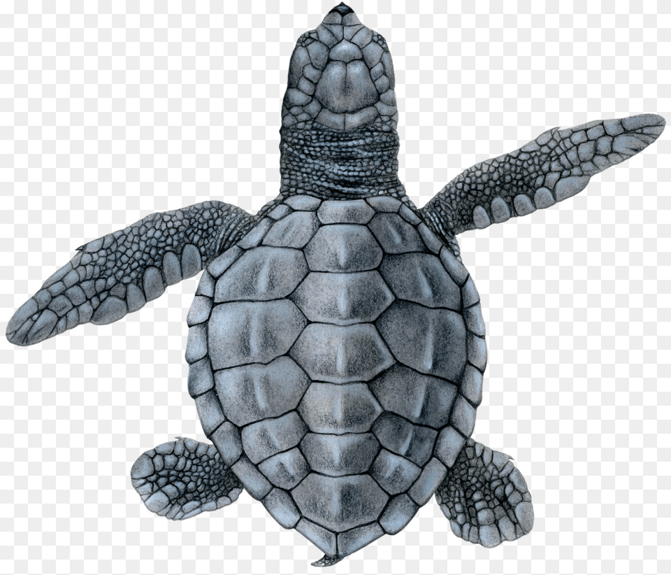 Olive Ridley Hatchling, Animal, Reptile, Sea Life, Sea Turtle Free Png Download