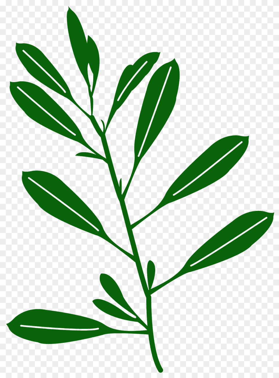 Olive Silhouette, Herbal, Herbs, Leaf, Plant Free Png