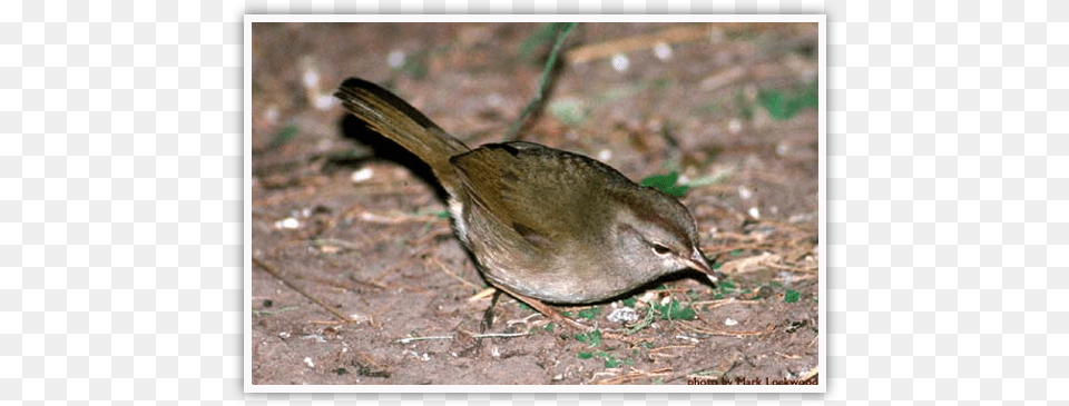 Olive Sparrows Inhabit Dense Tangles Of Vegetation Green Jay, Animal, Beak, Bird, Finch Png Image
