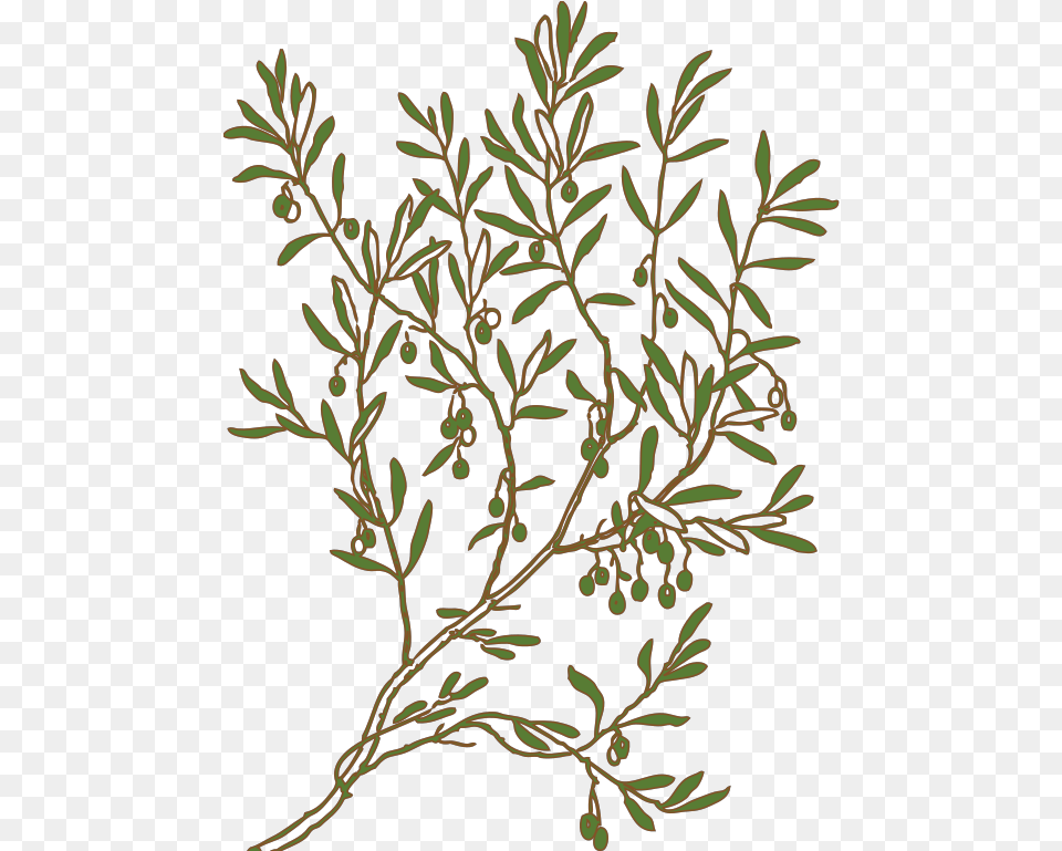 Olive Svg Clip Art For Web Download Clip Art Olive Tree Illustration, Herbal, Floral Design, Plant, Graphics Png Image