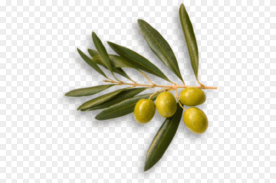 Olive Top View, Leaf, Plant, Tree, Food Free Png Download