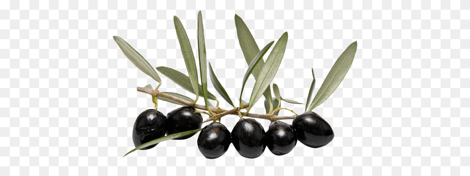 Olive Transparent Produce, Food, Fruit, Plant Png Image