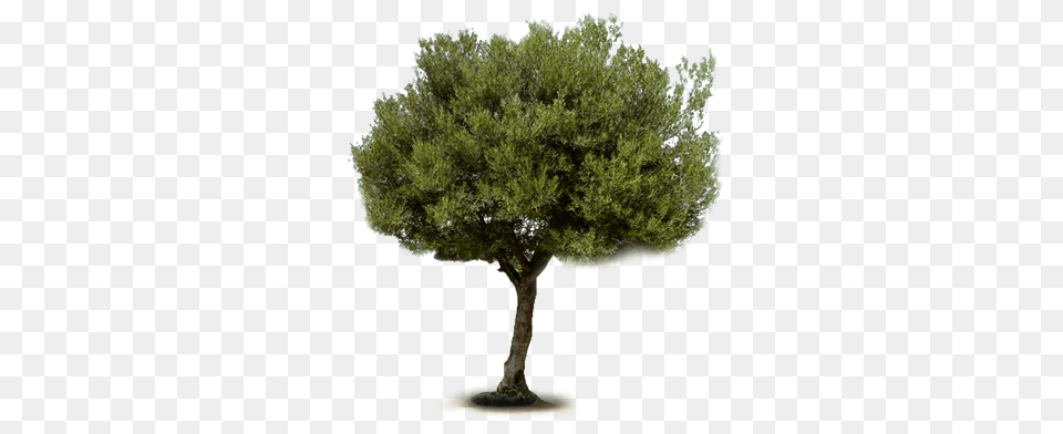 Olive Tree, Plant, Tree Trunk, Potted Plant Free Transparent Png