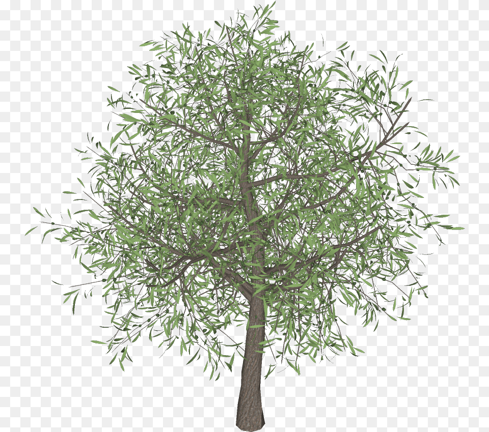Olive Tree 3darcstudio 3d Tree Maker 3d Computer Graphics, Plant, Tree Trunk Free Png