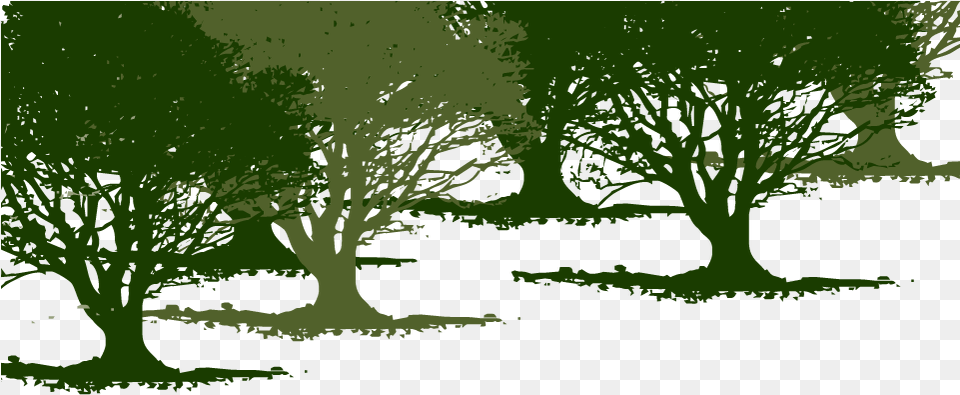 Olive Tree Background Illustration Full Size Oak, Grass, Green, Vegetation, Plant Free Png Download