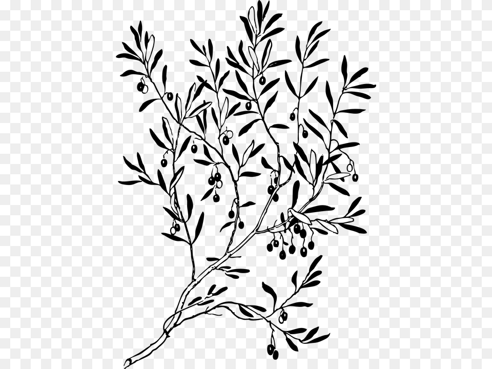 Olive Tree Black And White, Gray Free Png