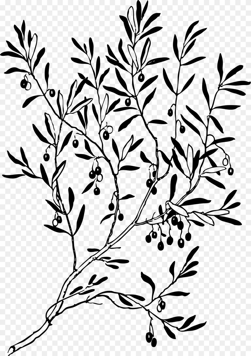 Olive Tree Black And White, Gray Free Transparent Png