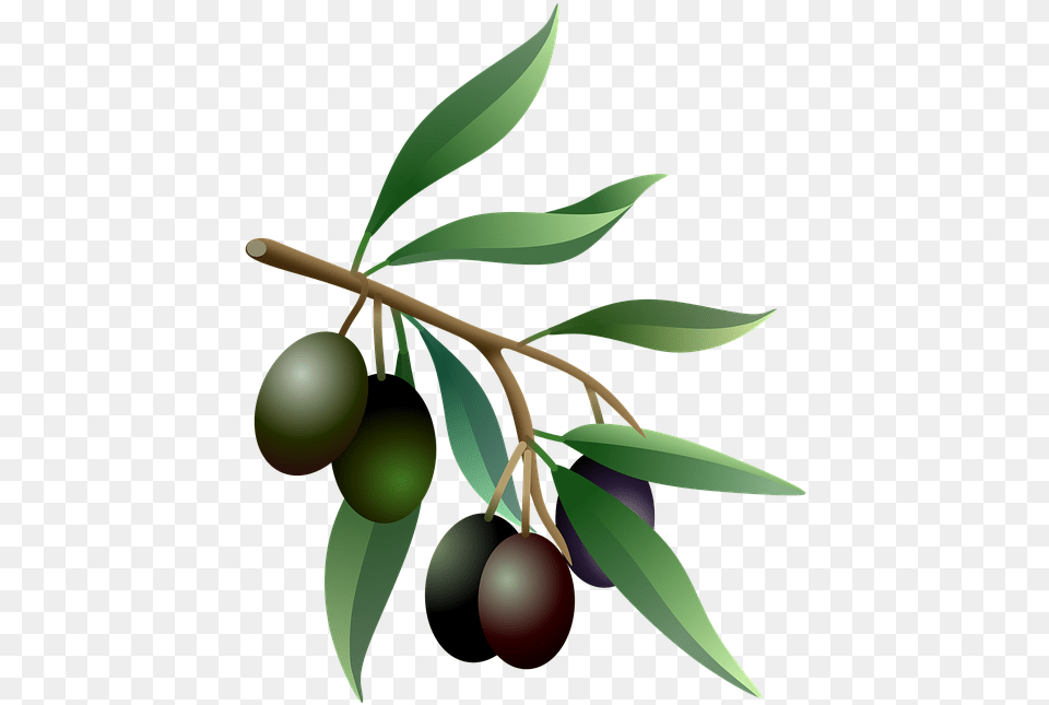 Olive Tree Branch, Produce, Food, Fruit, Plant Free Png Download