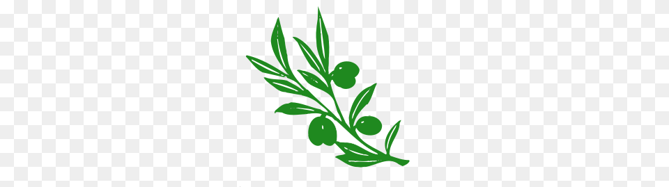 Olive Tree Branch, Art, Floral Design, Graphics, Green Free Png