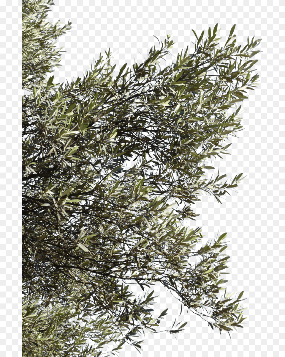 Olive Tree Branches, Vegetation, Plant, Fir, Grass Free Transparent Png