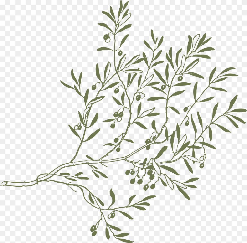 Olive Tree Branches Drawing, Art, Floral Design, Graphics, Herbal Free Transparent Png