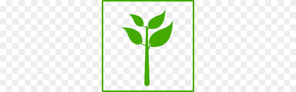 Olive Tree Clip Art, Herbal, Herbs, Leaf, Plant Png Image