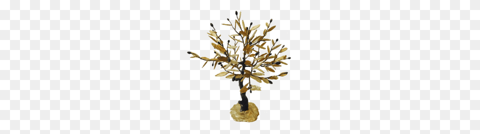Olive Tree Kallisti Gallery, Plant, Wood Free Png