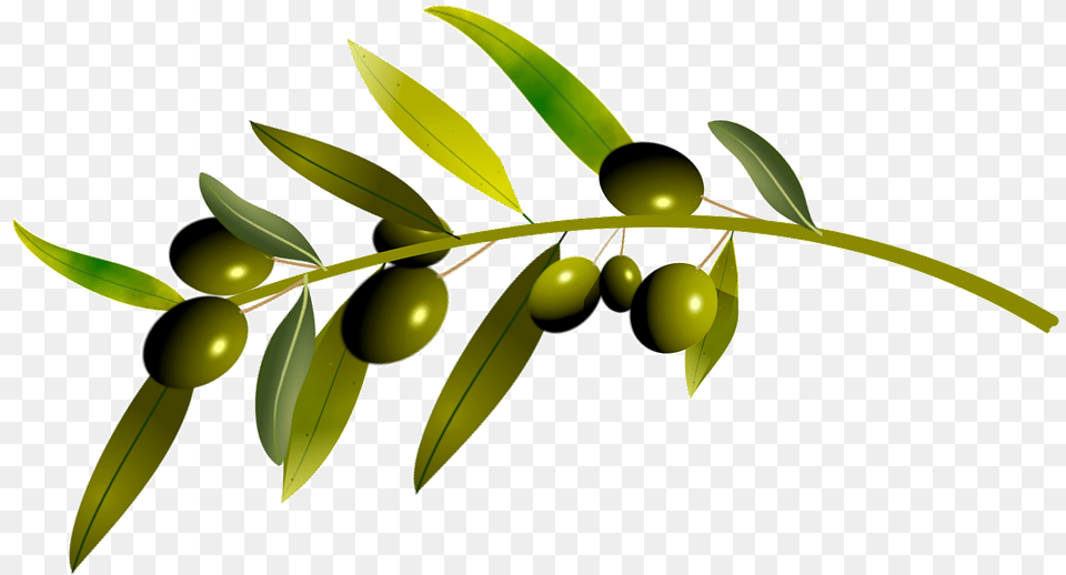 Olive Tree Oliva Oliva, Plant, Leaf, Produce, Fruit Free Png Download