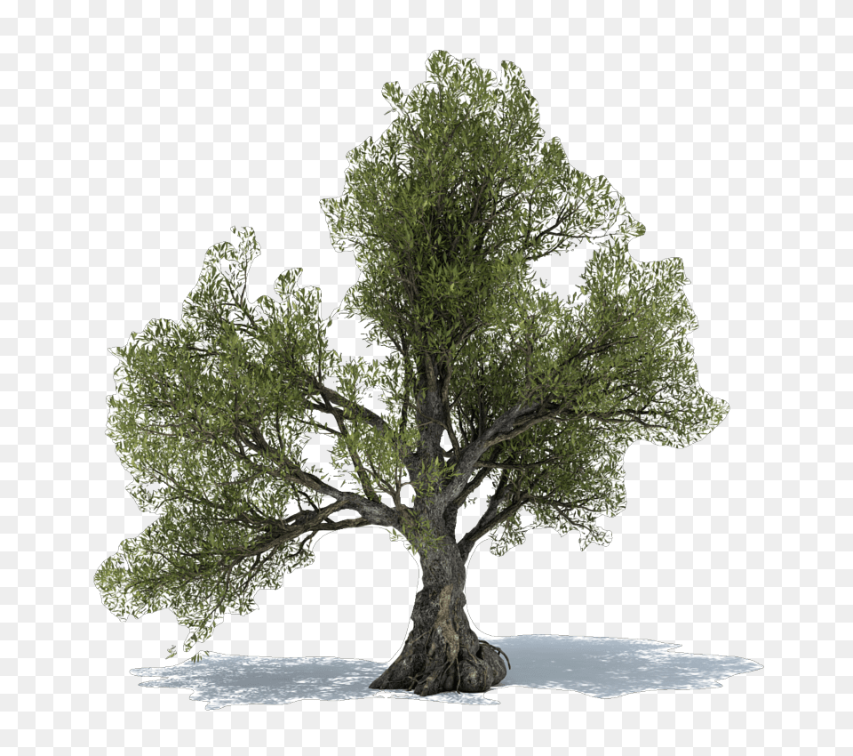 Olive Tree Power Christchurch Olive Tree Olive Tree Transparent Background, Potted Plant, Tree Trunk, Oak, Plant Free Png Download