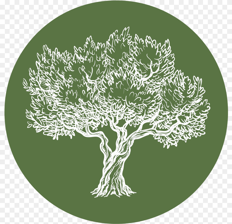 Olive Tree Properties Olive, Plant, Art, Drawing, Oak Png