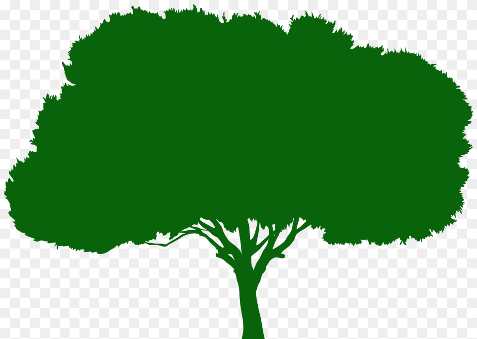 Olive Tree Silhouette, Oak, Plant, Sycamore, Vegetation Free Png Download