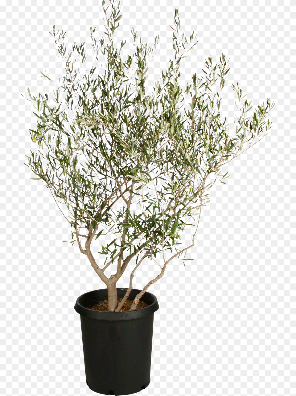 Olive Tree Small Olive Tree, Plant, Potted Plant, Leaf, Herbal Free Png Download