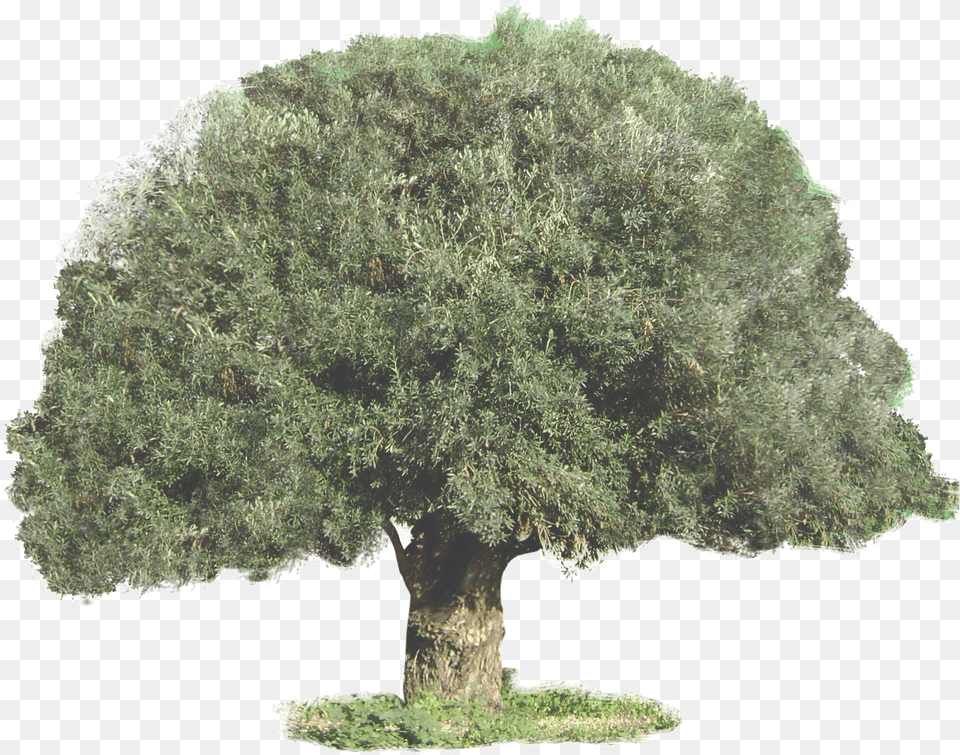 Olive Tree Symbolism Sageretia Theezans, Plant, Tree Trunk, Conifer, Oak Free Png Download