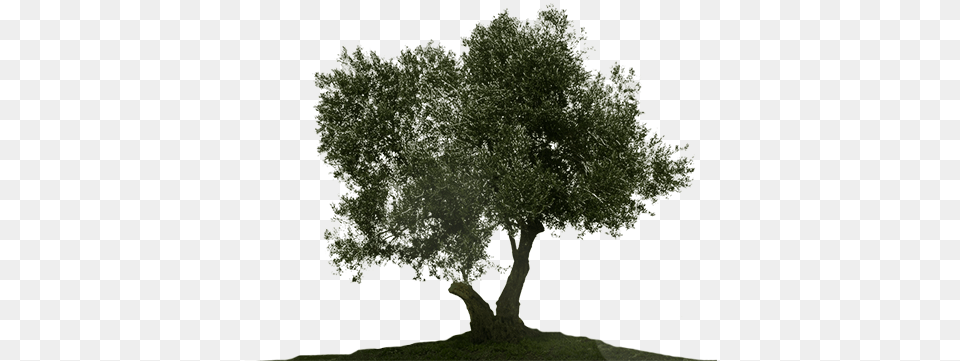 Olive Tree White Background Image Olive Tree, Oak, Plant, Potted Plant, Sycamore Free Transparent Png