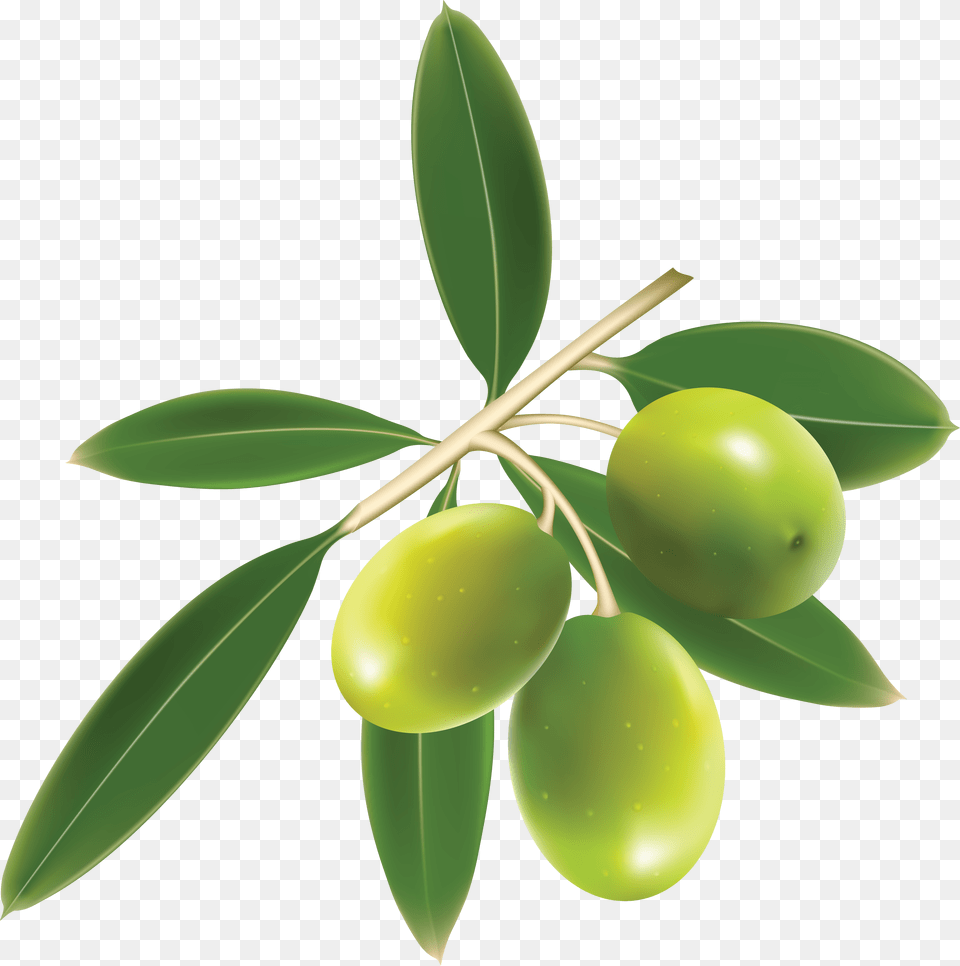 Olive Vector Leaf, Plant, Food, Fruit Free Png Download