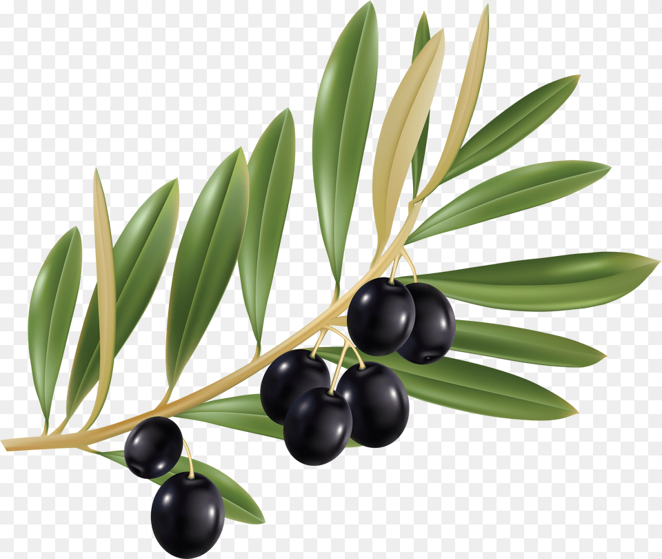 Olive Watercolor Olive Branch Art, Berry, Blueberry, Food, Fruit Png Image