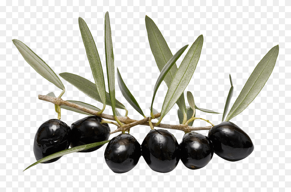 Olive With Leaf Image, Plant, Food, Fruit, Produce Free Transparent Png