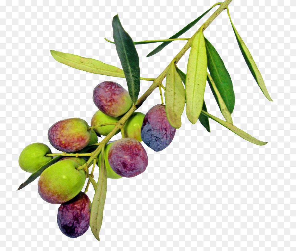 Olive With Leaf Image, Food, Fruit, Plant, Produce Png