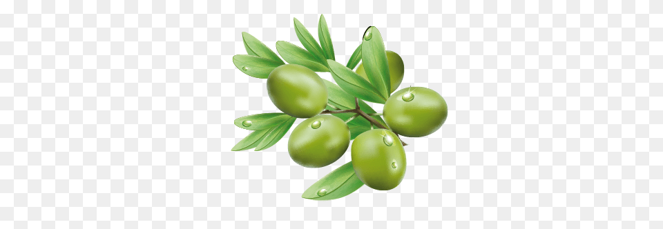 Olives, Leaf, Plant, Food, Fruit Png