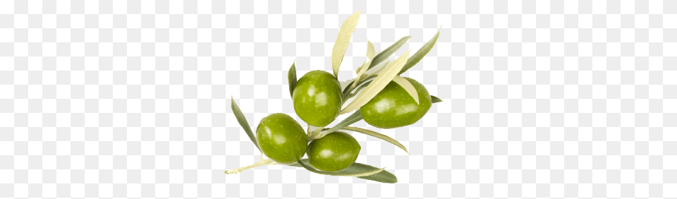 Olives, Leaf, Plant, Food, Fruit Free Png