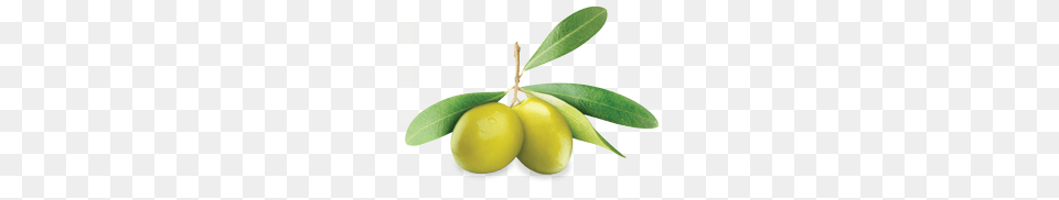 Olives, Plant, Leaf, Produce, Fruit Free Png Download