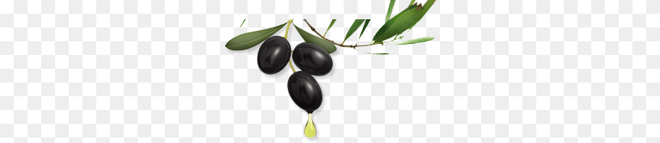 Olives, Produce, Plant, Fruit, Food Free Png Download