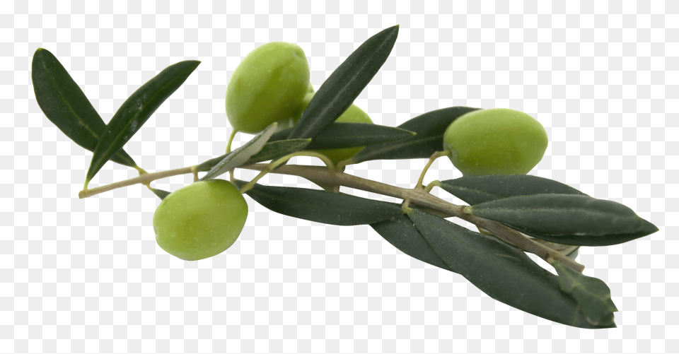 Olives, Leaf, Plant, Food, Fruit Png