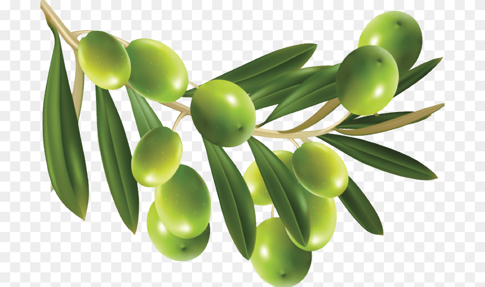 Olives, Leaf, Plant, Tree, Conifer Png Image