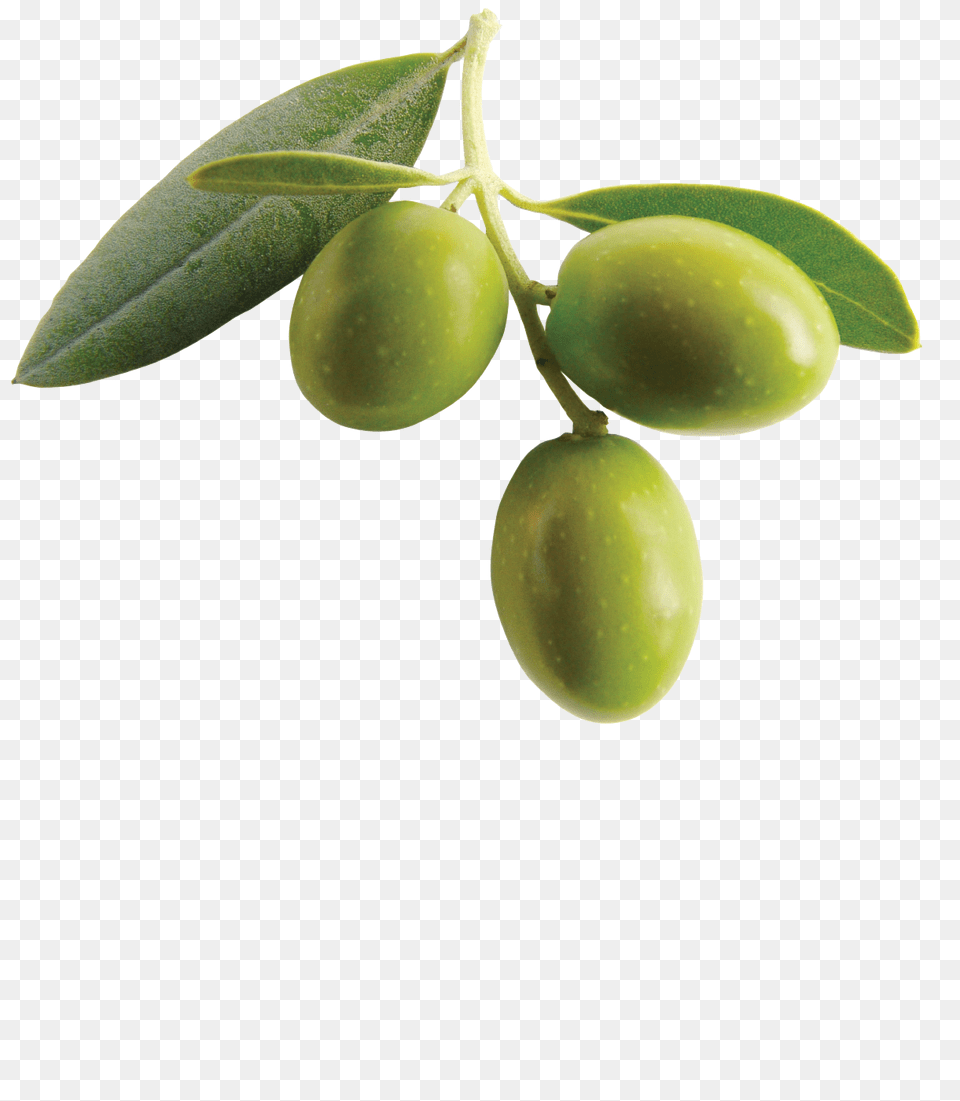 Olives, Leaf, Plant, Food, Fruit Free Transparent Png