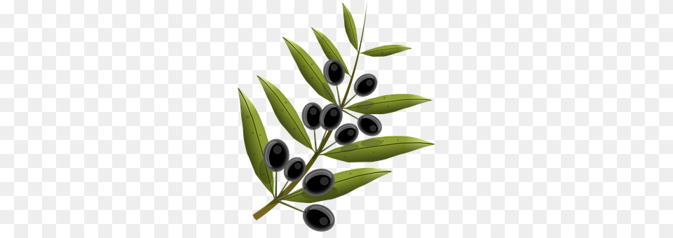 Olives Tree, Plant, Leaf, Herbs Png