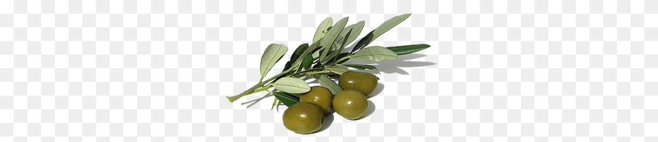 Olives, Plant, Leaf, Produce, Fruit Free Png