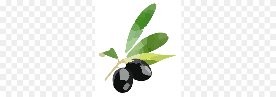 Olives Leaf, Plant, Fruit, Food Free Png