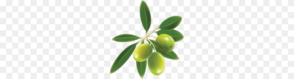 Olives, Plant, Leaf, Fruit, Produce Free Png