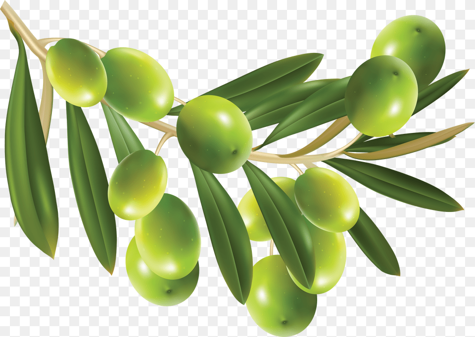 Olives, Tree, Plant, Leaf, Conifer Png Image