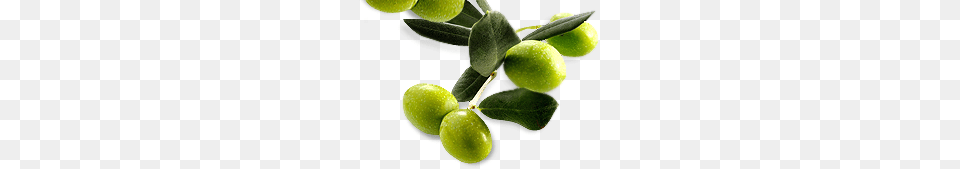 Olives, Leaf, Plant, Food, Fruit Png