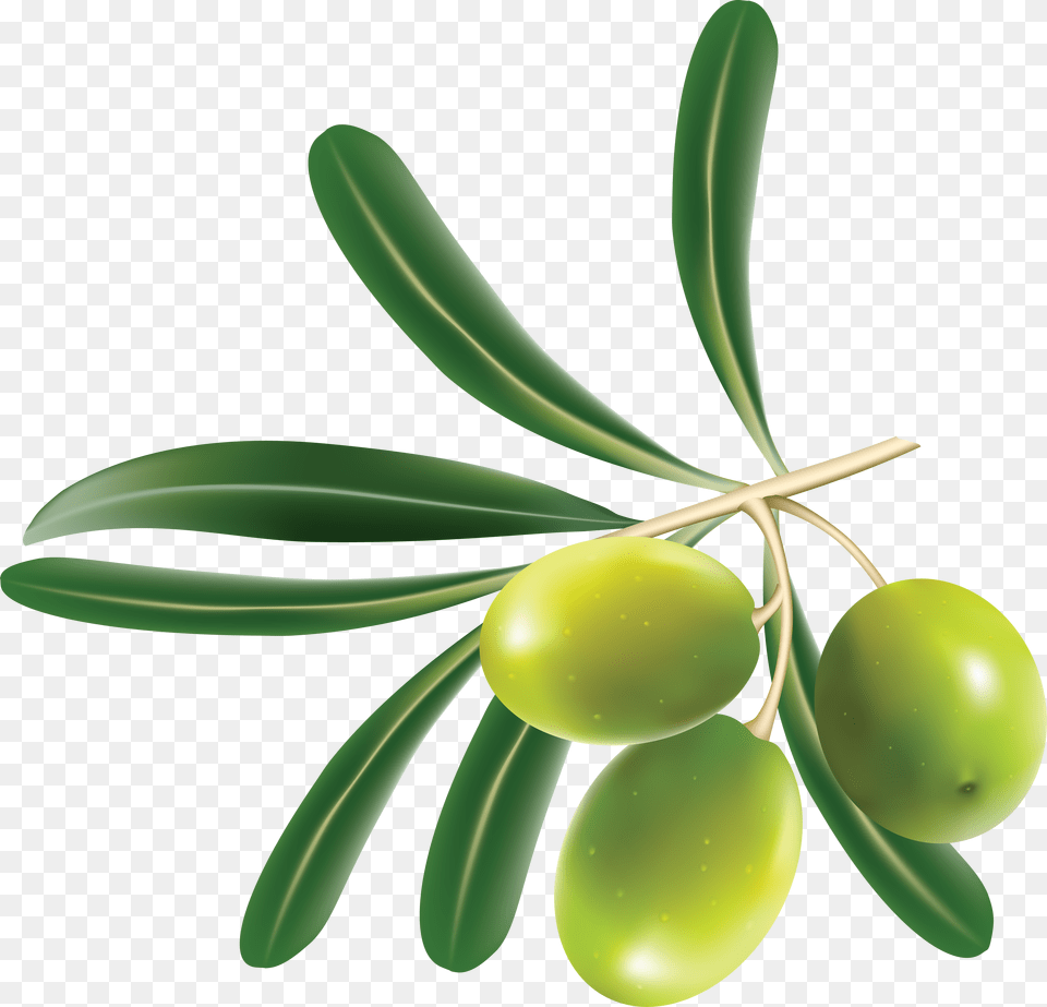 Olives, Plant, Leaf, Tree, Produce Free Png Download